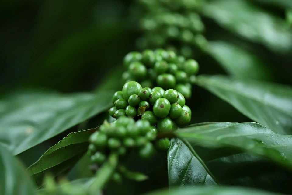 Caffeine