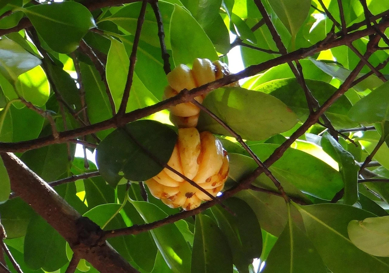 Garcinia cambogia