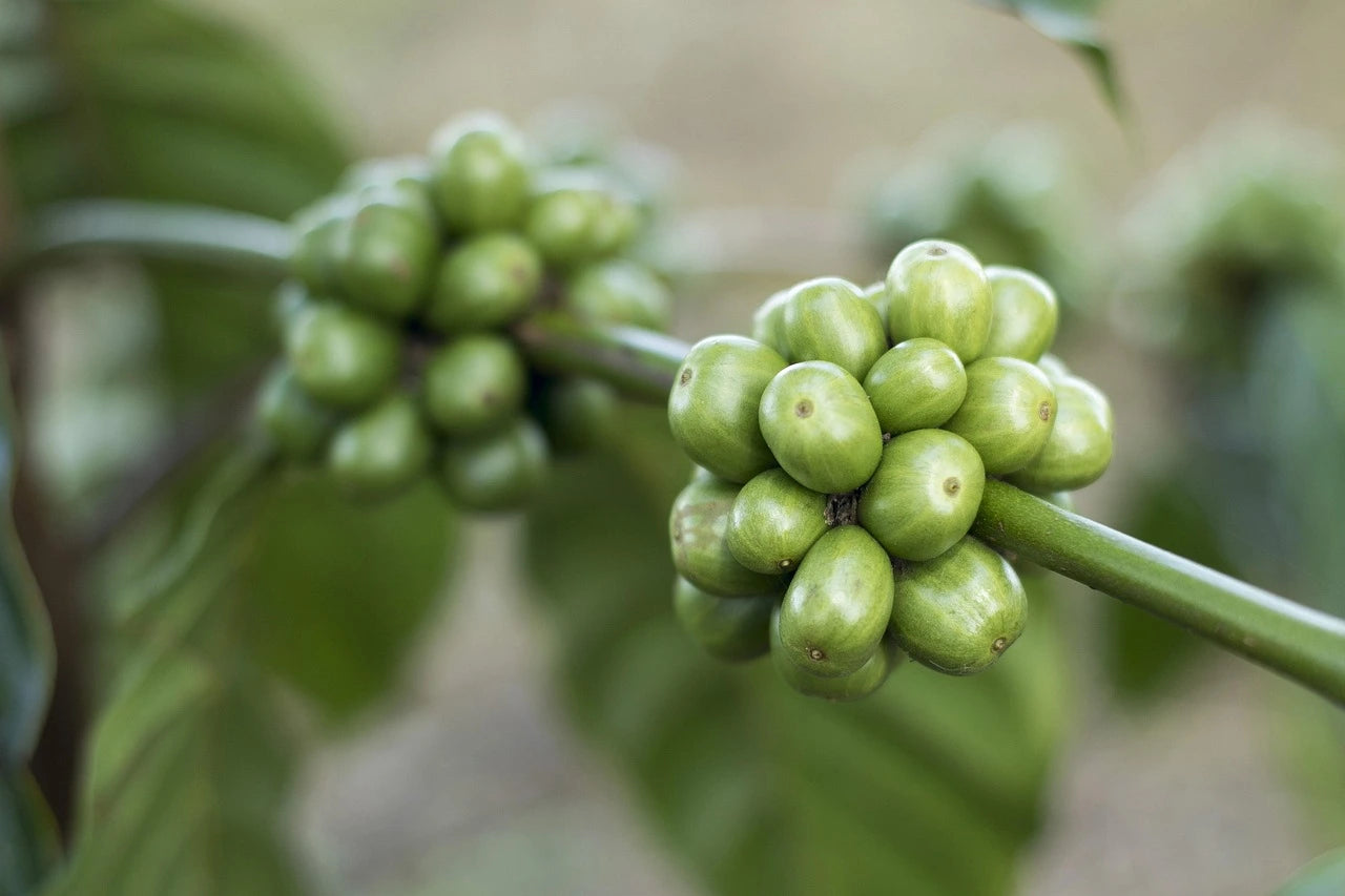 Green coffee
