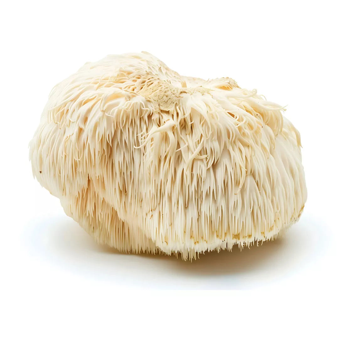 Large white lion's mane mushroom on a white background